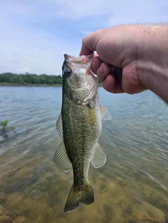 Latest Catch Pics Thread - Page 712 - Fishing Reports - Bass Fishing Forums