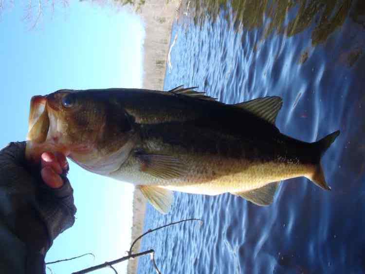 Nikko Hellgrammite - Fishing Tackle - Bass Fishing Forums