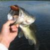 badger_bassin