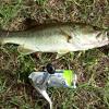 Best Season For A Lipless Crank Bait/rattletrap? - Fishing Tackle - Bass  Fishing Forums