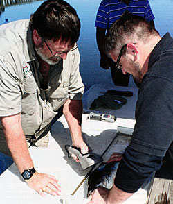 PIT tagging fish.