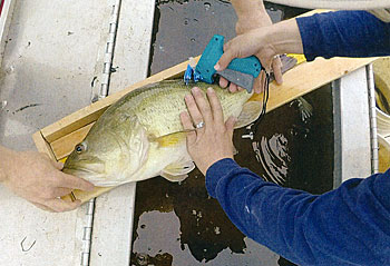 An eight-pound largemouth bass being tagged.