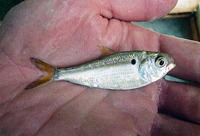 Stocking forage fish such as threadfin shad will improve bass growth, opposed to stocking more Largemouth bass to resolve perceived poor bass genetics.