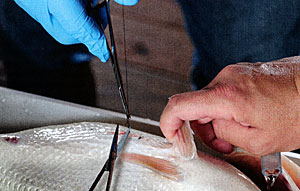 Suturing a bass, after implanting a radio tag.