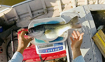 One of a few dozen rapid growing largemouth bass in a three-acre pond.