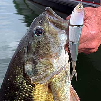 Targeting Big Spotted Bass | The Ultimate Bass Fishing Resource Guide® LLC