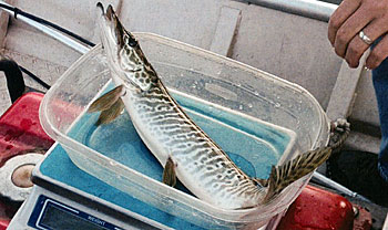 One of 60 young tiger muskie in this poind. They are the only predators in this body of water.