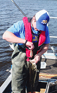 Collecting stomach contents to see what fish eat, compared to what's available.