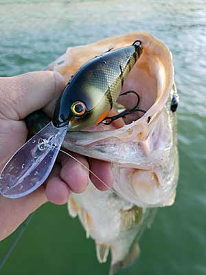 Going Deep with Deep-Diving Crankbaits