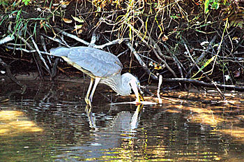 Herons indicate there may be baitfish in the area and bass too.