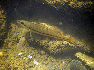 The Ashy Darter, found in the Tennessee and Cumberland River drainages, is threatened throughout its range.