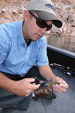 Jarrett Edwards trims the tentacles of his tube baits to create a smaller profile lure for finicky bass.