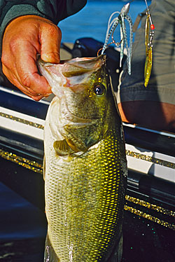 Bass positioned along the outside weed edge close to deep water are found of spinnerbaits.