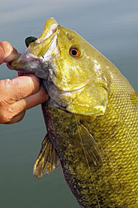 Drop shotting is replacing the tube jig as the most productive technique for Great Lakes smallmouths.