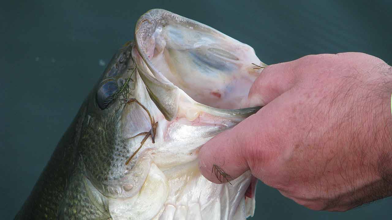 Study: Hook designed to help fish survive catch and release shows promise -  News