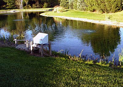 A healthy pond with bottom-diffused aeration.