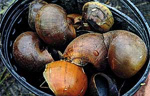 Native apple snails, bigger than yours. 