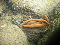 Freshwater mussels use a "lure" such as this one to attract fish hosts.