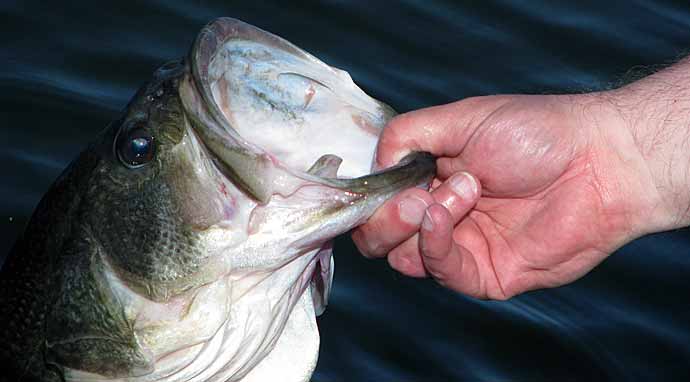 Giant Largemouth Bass  The Ultimate Bass Fishing Resource Guide® LLC