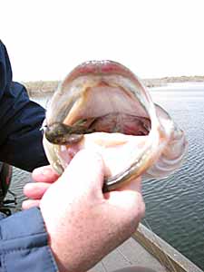 Fishing Tidal Waters | The Ultimate Bass Fishing Resource Guide® LLC