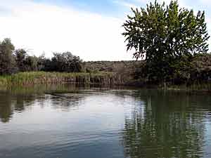 Hot summer pond