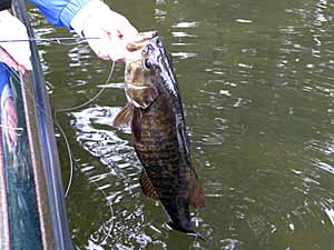 Scents and Attractants: Do They Work?  The Ultimate Bass Fishing Resource  Guide® LLC