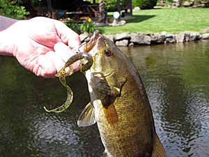 Smallmouth bass