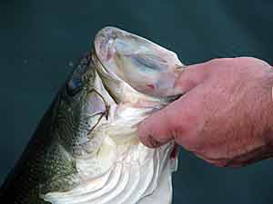 Florida Fishing Venture  The Ultimate Bass Fishing Resource Guide