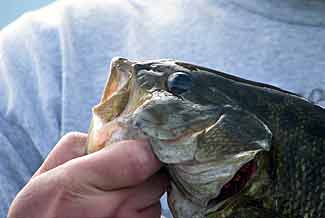 Ultralight Bass Fishing After Work! 