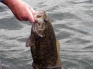 Stocking Smallmouth Bass  The Ultimate Bass Fishing Resource Guide® LLC