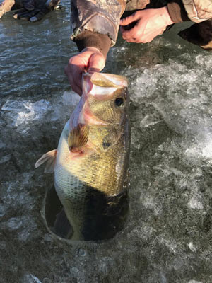 Think again if you equate ice fishing with little panfish. Illinois angler Nate Herman catches bass up to 7 pounds through the ice. Photo courtesy of Nate Herman