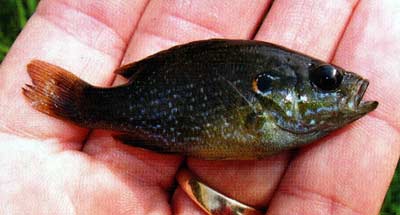 Green sunfish are common in neglected ponds, making management more difficult.