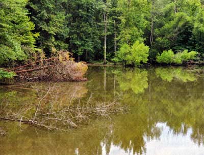 Brown or tannic water is a sign of poor water chemistry.