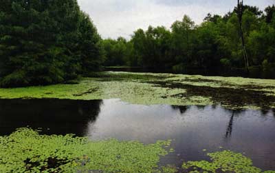 Weeds can be a problem in old ponds.