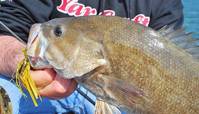 The Forgotten Technique for catching Smallmouth in the Creek