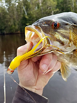 Big Streamers Produce Large Bass  The Ultimate Bass Fishing Resource  Guide® LLC