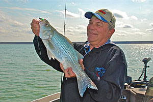 The author caught this wiper while casting a 5-inch ProMinnow Swimbait.