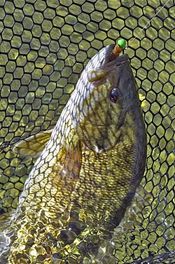 Tubes and twister tails in natural colors are good medicine for Waugoshance smallmouths.