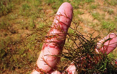 Bushy pondweed is one of those native submersed plants that we may want, depending on your application.