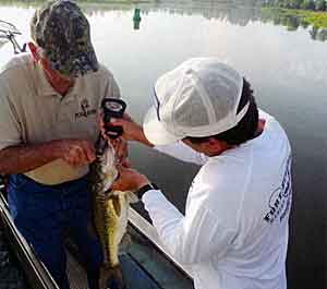 Weigh some fish to make sure body condition is good as you go into winter months