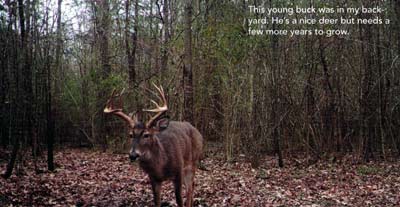 This young buck was in my backyard. He's a nice deer but needs a few more years to grow.