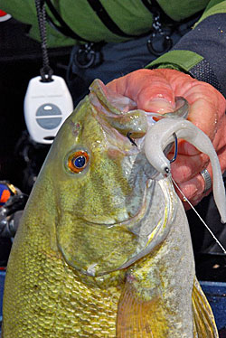 Catchin' Bass Is No Fluke  The Ultimate Bass Fishing Resource Guide® LLC