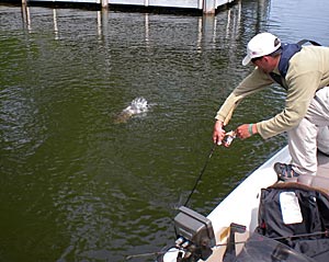 Catching bedding bass