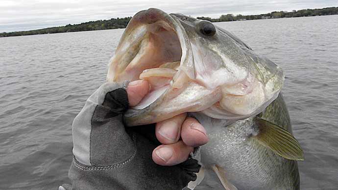 World's LARGEST Fishing Worm (BIG FISH!) 