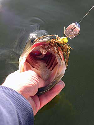Waking Up Bass: A Crankbait Presentation to Add to Your Bag of
