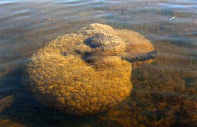 Bryozoans look like an underwater brain. They are far from that! 