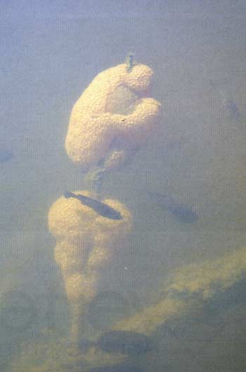 Bryozoans build colonies, which are filter feeders. Courtesy Bob McFarland.