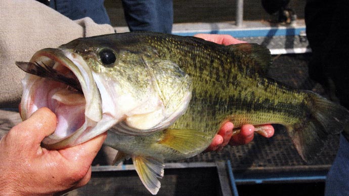 Soft Plastics...A Breakdown | The Ultimate Bass Fishing Resource Guide® LLC