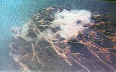 Figure 4. Underwater image of Yellow Perch skeins deposited on a conifer tree Fancher Pond, Summit, NY Spring 2022.