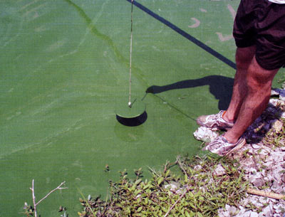 Thick scum of blue-green algae